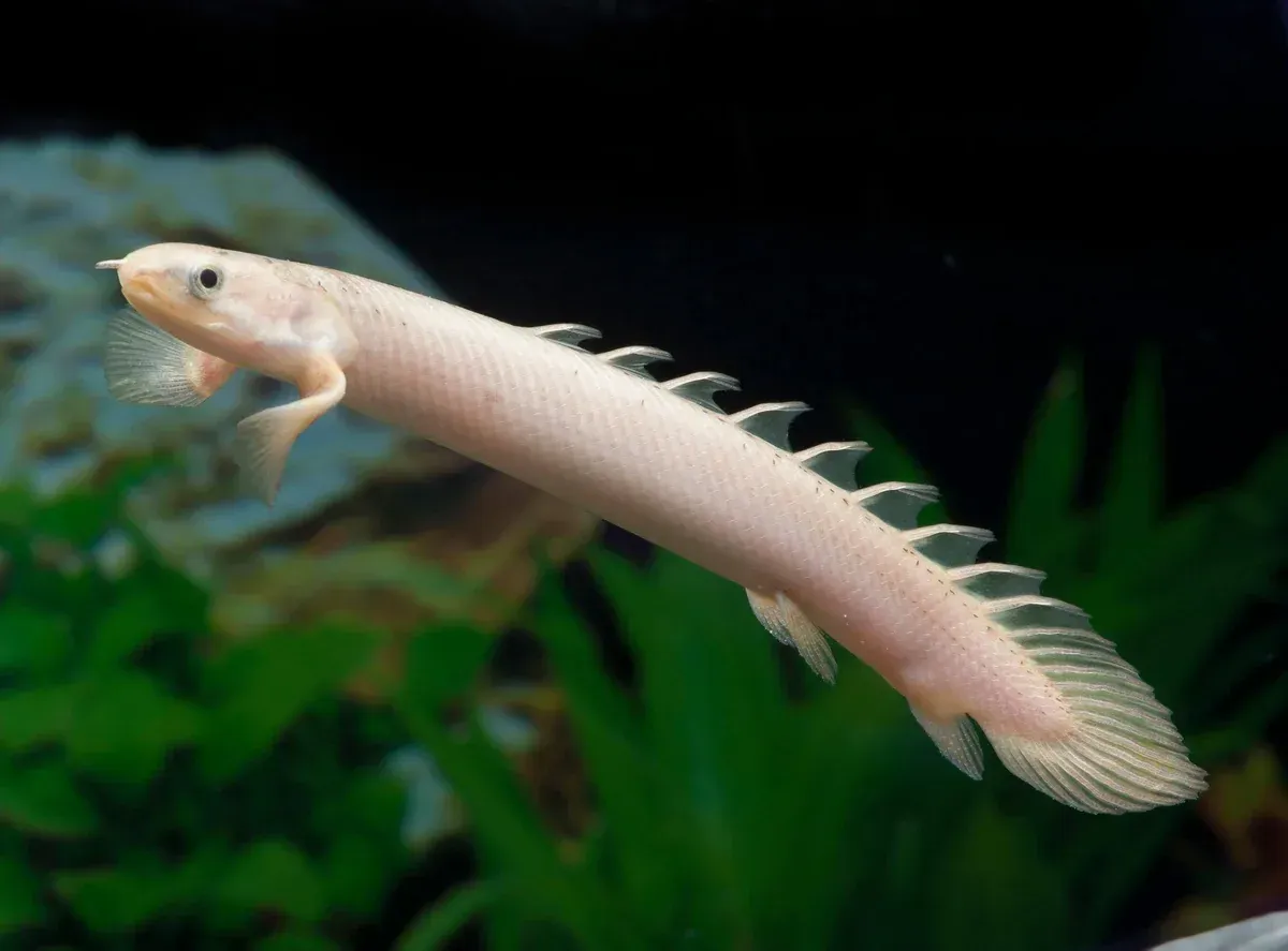 Imagem do Polypterus